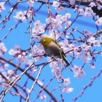 Καλό μήνα σε όλους με ένα τραγουδάκι – Η άνοιξη καταφτάνει…