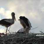 Κλειδί Ημαθίας: Το χωριό των πελαργών! Στο Κλειδί Ημαθίας οι πελαργοί φέρνουν την άνοιξη