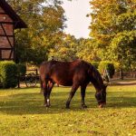 Πολυλειτουργικά αγροκτήματα: Εναλλακτική μορφή τουρισμού ή εναλλακτική μορφή γεωργίας;» (*)