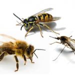 Πως θα αντιμετωπίσουμε το τσίμπημα των εντόμων φυσικά – Γράφει η Μαρία Αλιμπέρτη – Κατσάνη