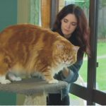 Life: Αυστραλία: Η μεγαλύτερη γάτα στον κόσμο ονομάζεται Ομάρ, είναι ράτσας Μέιν Κουν, ζυγίζει 14 κιλά κι έχει μήκος 120 εκατοστά