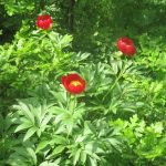 Παιώνιες Βερμίου – Μεγάλο Λιβάδι Κυριακή 14 / 5 / 2017 – 10.30 π.μ – Αναχώρηση από πλατεία Γιαννακοχωρίου