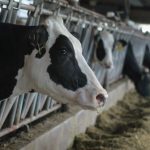 Γαλλία: Μια θανατηφόρα νόσος που πλήττει τα βοοειδή εντοπίστηκε σε περιοχές της νότιας Ευρώπης