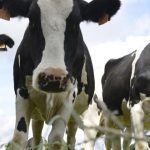 Το Ευρωπαϊκό Συμβούλιο Γάλακτος και Γαλακτοκομικών (ΕΜΒ), ζητά αύξηση και σταθερή τιμή στο γάλα, και στη σκόνη γάλακτος.