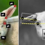 Δημιουργήθηκε το πρώτο σύστημα τεχνητής νοημοσύνης που κάνει διάγνωση του πόνου σε ζώα