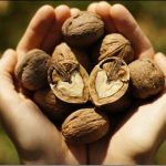 Οι ωμοί ξηροί καρποί κατά του καρκίνου και άλλων ασθενειών – Γράφει η Μαρία Αιμπέρτη – Κατσάνη