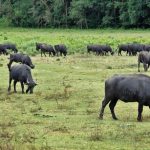 Πρεμιέρα για την μπουγάτσα με γέμιση τυρί και κρέμα από βουβαλινό γάλα στο 1ο Festival ΧρυσοΒούβαλου Υγροτόπου Κερκίνης