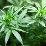 Νόμιμη κάνναβη στην Ολλανδία: ποιο είναι το σχέδιο;