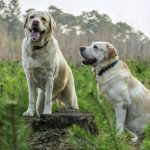 Βαγγέλης Αποστόλου: Αποσύρεται από τη διαβούλευση το νομοσχέδιο για τα ζώα συντροφιάς