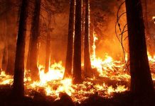Γαλλία: Ρεκόρ καμένων εκτάσεων μέχρι τα μέσα του Ιουλίου σύμφωνα με τα δορυφορικά στοιχεία του Effis