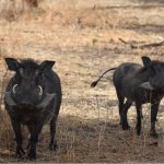 Θεσσαλονίκη: Αγριογούρουνα έκοβαν …βόλτες σε Καλαμαριά και Χαριλάου