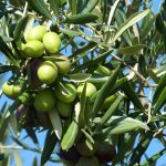 Συναίνεση για τη χάραξη εθνικής ελαιοκομικής στρατηγικής ήταν το μήνυμα της ΓΣ της Επιστημονικής Εταιρείας Εγκυκλοπαιδιστών Ελαιοκομίας (4Ε)