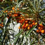 «Πολλά υποσχόμενη» η καλλιέργεια ιπποφαούς ρωσικών ποικιλιών, σύμφωνα με την ομάδα παραγωγών «Ιπποφαές Ελλάς ΑΕ»