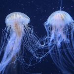 Μια θάλασσα γεμάτη μέδουσες στο κοντινό μέλλον; Οι ωκεάνιοι καύσωνες απειλούν τα θαλάσσια οικοσυστήματα