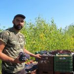 Τρύγος 2017 στο Γιαννακοχώρι Ημαθίας – Κτήμα, Καζάνι «Πανάτας» από το 1957