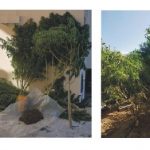 Συνελήφθη 49χρονος σε περιοχή του Κιλκίς για καλλιέργεια κάνναβης