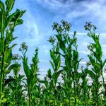 Ανάρτηση καταστάσεων πληρωμών του Μέτρου 10 “Γεωργοπεριβαλλοντικά και κλιματικά μέτρα” (Ανειλημμένες υποχρεώσεις Μέτρου 214, Δράσης 2.3 Σύστημα ολοκληρωμένης διαχείρισης στην παραγωγή καπνού ) για το έτος εφαρμογής 2015