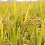 Θεσσαλονίκη: Για 31η χρονιά γιορτάζεται φέτος η ορυζοκαλλιέργεια στα Μάλγαρα. Αγωνία για το μέλλον της ορυζοκαλλιέργειας εκφράζουν οι παραγωγοί