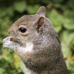 Η θεωρία των άκρων ισχύει στα ζώα: Τα πιο μεγάλα και τα πιο μικρά κινδυνεύουν περισσότερο με εξαφάνιση