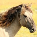 Χανιά: Επιβεβαιώθηκε κρούσμα πυρετού του Δυτικού Νείλου σε άλογο