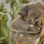 Αυστραλία: Ένα κοάλα σώθηκε αφού ταξίδεψε για 16 χλμ. κρεμασμένο στον άξονα ενός αυτοκινήτου