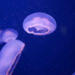 Και οι μέδουσες κοιμούνται (άρα μπορούν να πιαστούν στον ύπνο)!