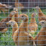 Δεν κυκλοφορεί στην ελληνική αγορά κανένα κτηνιατρικό σκεύασμα με την ουσία fipronil, αναφέρει το υπουργείο Αγροτικής Ανάπτυξης