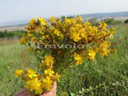 Σπαθόχορτο ή βαλσαμόχορτο, το θαυματουργό και το ευλογημένο!!!