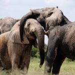 Μπαγκλαντές: Πρόσφυγες Ροχίνγκια ποδοπατήθηκαν από ελέφαντες, τέσσερις άνθρωποι σκοτώθηκαν