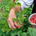 Πώς να διατηρήσετε φρέσκα φρούτα στην κατάψυξη – Γράφει η Μαρία Αλιμπέρτη – Κατσάνη