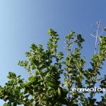 «Νοθεύουν» τη ρίγανη με…θυμάρι