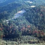 Νήσος Θάσος : Το σκαθάρι που τρώει τα δέντρα της Βόρειας Θάσου