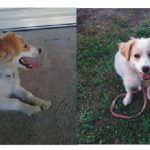 Μελίκη : Χάθηκε σκυλίτσα στη Μελίκη – Αναζητείται από τους ιδιοκτήτες της