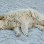 Δωρεάν παραχώρηση έκτασης στο Δήμο Πέλλας για εγκατάσταση δημοτικού καταφυγίου αδέσποτων ζώων συντροφιάς.