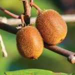 Το κυνήγι για το ακτινίδιο, οι έμποροι, οι απατεώνες, και οι συνεταιρισμοί..!! – Γράφει η Ειρήνη Αιμονιώτη.