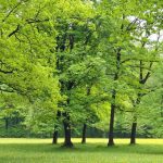 Οι γειτονιές με πολλά δέντρα στους δρόμους έχουν λιγότερα σοβαρά περιστατικά άσθματος, δείχνει βρετανική έρευνα (με ελληνική συμμετοχή)