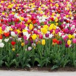 Διέξοδο και νέες θέσεις εργασίας μπορούν να δώσουν τα συστήματα παραγωγής κηπευτικών και ανθοκομικών προϊόντων σε ελεγχόμενες συνθήκες