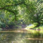 Υγεία-ΗΠΑ: Περισσότερα δέντρα συμβάλλουν στην υγιεινή των υδάτων και στη μείωση της παιδικής θνησιμότητας, αναφέρει έρευνα