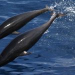 Οι φάλαινες και τα δελφίνια έχουν «ανθρώπινες» κοινωνίες και πολιτισμούς χάρη στον μεγάλο εγκέφαλό τους