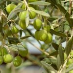 Χαλκιδική: Στα «πράσα» πιάστηκαν έξι άτομα που έκλεψαν πάνω από δύο τόνους ελιές στη Σιθωνία