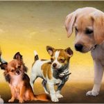 4 Οκτωβρίου: Παγκόσμια Ημέρα των Ζώων – Ηθική δέσμευση του ανθρώπου, να σέβεται όλα τα ζώα