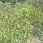 Από αστυνομικούς του Τμήματος Ασφάλειας Βέροιας εντοπίσθηκε σε παραποτάμια αγροτική περιοχή της Θεσσαλονίκης φυτεία 745 δενδρυλλίων κάνναβης