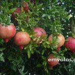 Το ρόδι δεν είναι απλά ένα φρούτο, θα μπορούσε να χαρακτηριστεί και ως «υπερτροφή» Ροδιά