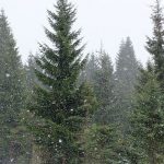 Φλώρινα: Χιόνισε στο Νυμφαίο της Φλώρινας