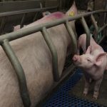 Περισσότερες χοιρομητέρες για την Ε.Ε. – Γράφει η Ειρήνη Αιμονιώτη