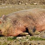 Λαμία: Ανυποψίαστη οδηγός έπεσε πάνω σε 7 αγριογούρουνα