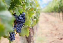 Καλλιέργεια ελληνικών αμπελιών από τη Γαλλία μέχρι την Αυστραλία, τις ΗΠΑ και το Ισραήλ, λόγω και της κλιματικής κρίσης