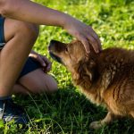 Όποιοι έχουν σκύλο, έχουν αυξημένες πιθανότητες να ζήσουν περισσότερα χρόνια