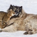 Έναρξη υποχρέωσης αποστολής δείγματος DNA για κάθε μη στειρωμένο κατοικίδιο