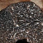 Τρούφα : Ένα ιδιότυπο κυνήγι στα ελληνικά βουνά – Μια εναλλακτική καλλιέργεια